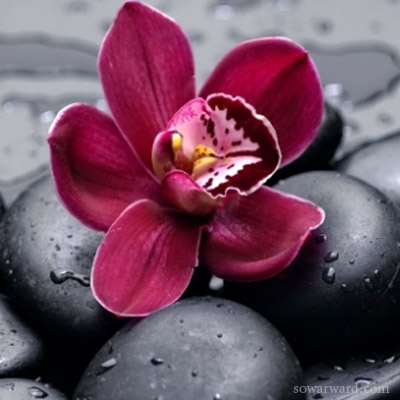 أحلى رمزيات ورد مع قطرات المطر - صور ورد وزهور Rose Flower images